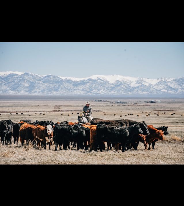 A rancher horseback among cattle below Nevada's snow-covered Ruby Mountains